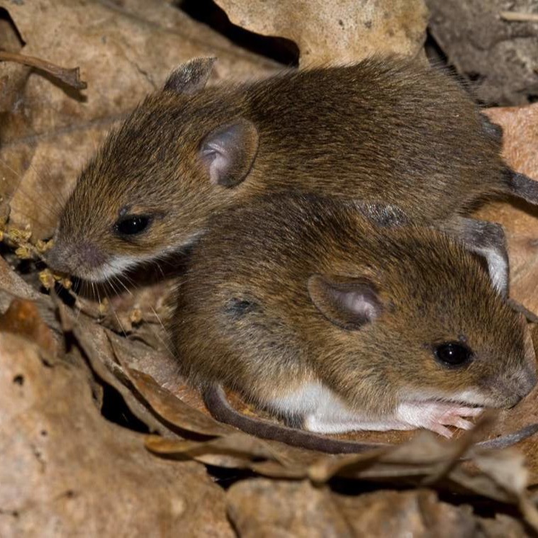 Уничтожения мышей в частном доме в Уссурийске?