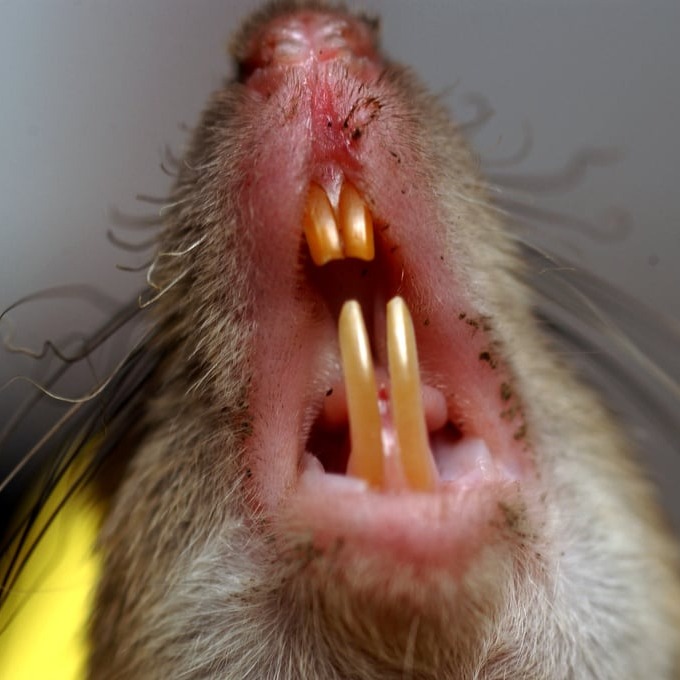 Дератизация крыс в Уссурийске?